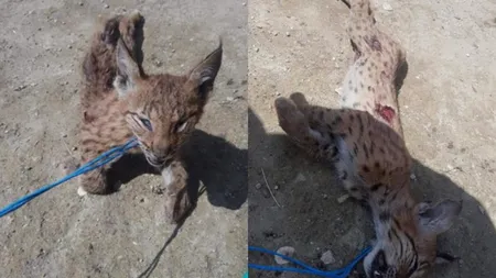 #cugandullaanimale. Cruzime fără margini. Doi tineri din Brașov au sugrumat și au tras în țeapă un pui de râs / S-a întocmit dosar penal pentru braconaj