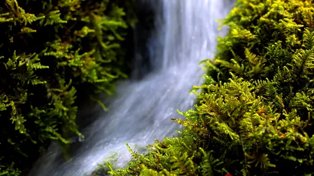 Drumeție de coșmar pentru un tânăr din Maramureș: A ajuns în stare gravă la spital, după ce a fost înțepat de insecte