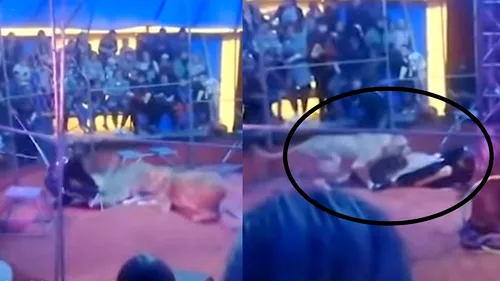 Un leu își atacă dresorul în timpul unui spectacol de circ în Rusia (VIDEO)