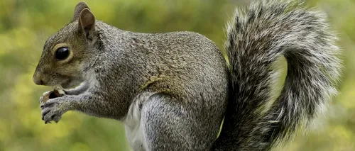 Atenționare sanitară în SUA, după ce o veveriţă a fost testată pozitiv cu ciuma bubonică