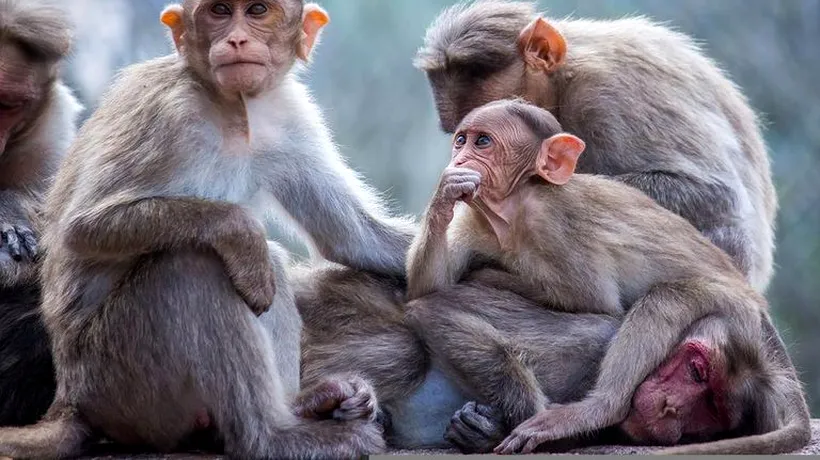 Variola maimuţei: OMS critică atacurile împotriva maimuţelor din Brazilia. „Boala nu are legătură cu primatele”