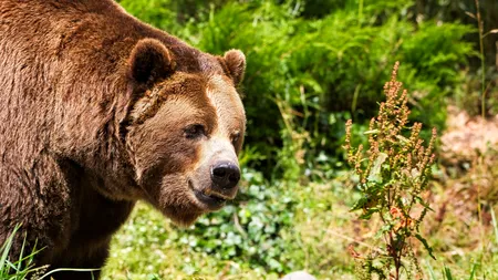 Bărbat din Harghita, atacat de urs lângă sat! Ce s-a întâmplat după