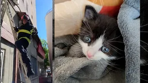 FOTO | Operațiunea „Salvați pisicuța!”. Cine a adoptat micuța felină cu ochi albaștri după ce a fost salvată de pompieri