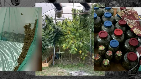 VIDEO | „Comoara” ilegală de lângă cimitir. Droguri de risc, cultivate într-o seră din Dâmbovița.  Captură de cannabis, ecstasy, hașiș și 