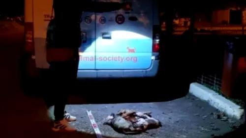 Cruzime fără margini la Galați. 4 cățeluși bolnavi, uciși de un angajat al adăpostului public, în timp ce mâncau. Poliția a început o anchetă