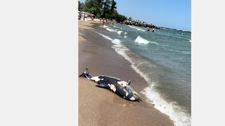 VIDEO | Delfin mort, adus de valuri pe plaja din stațiunea Neptun. Acesta a zăcut, ore bune, printre turiști