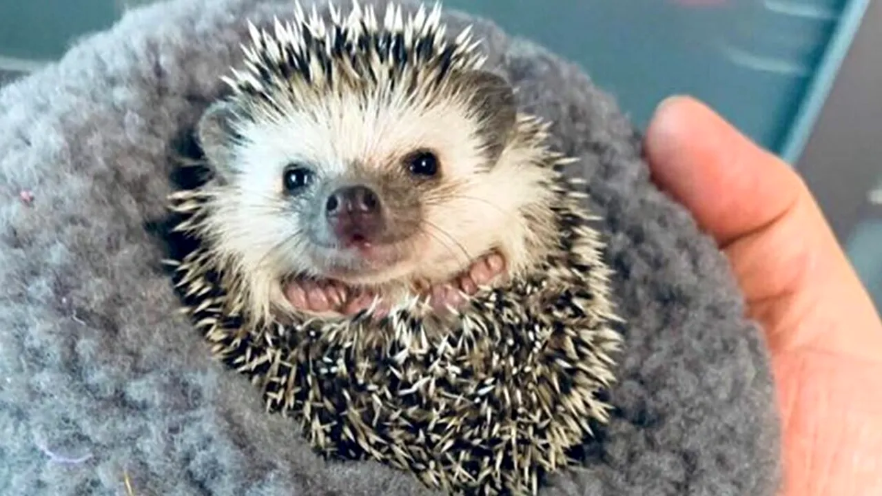 Afacerea genială cu care un sibian s-a îmbogățit. Crește ARICI pitici africani și îi vinde cu 400 lei