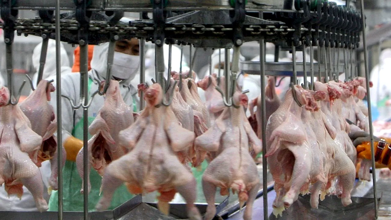 Ce conține carnea de pui scoasă la vânzare în supermarketuri