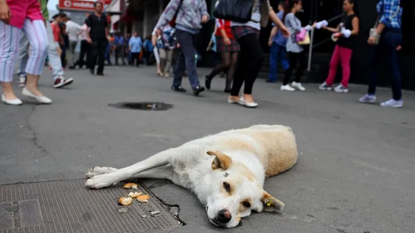 Peste o mie de câini pe străzile din Brașov. Zeci de oameni sună zilnic la serviciul de ecarisaj