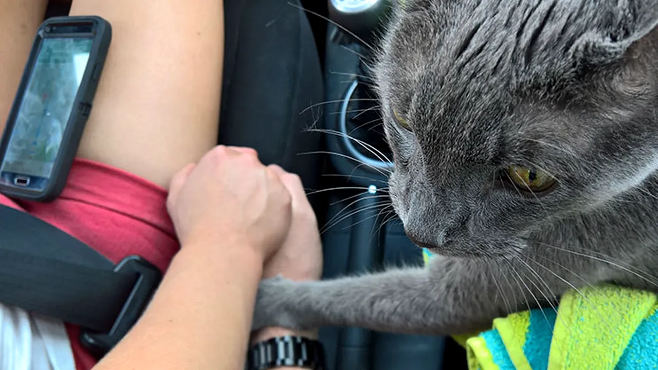 Cum a ales să își ia adio o pisică de la stăpânii săi 