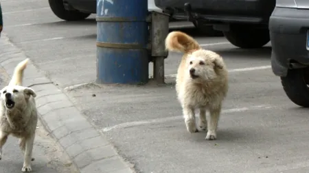 Băiețel de trei ani, la spital după ce a fost mușcat de un câine pe stradă