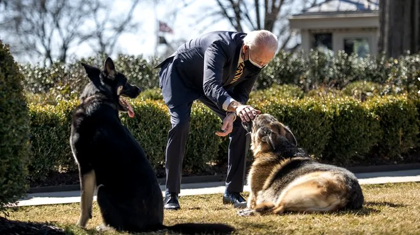 Câinele lui Joe Biden a mușcat din nou! Ciobănescul Major l-a atacat pe un gardian public