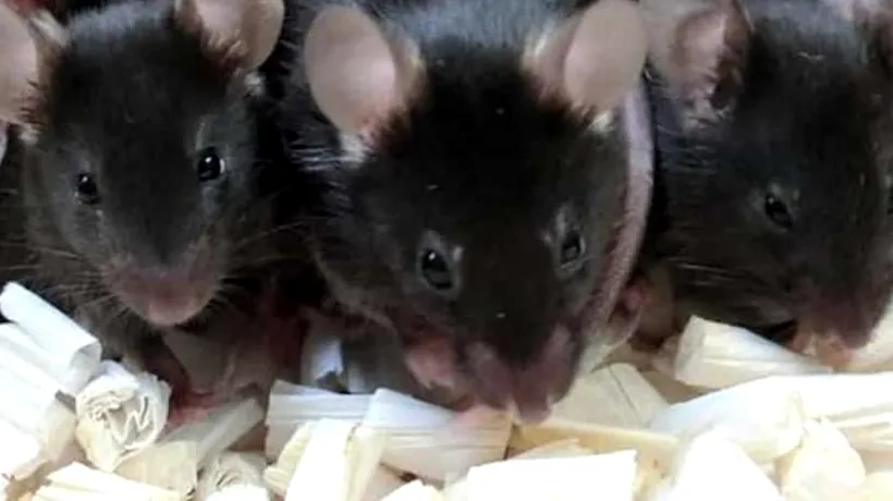 După 6 ani de cercetare, sperma de șoarece liofilizată dă naștere „puilor spațiali”