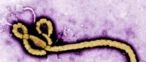 Noua armă împotriva virusului Ebola