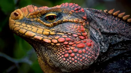 Două românce care aveau în bagaje 13 iguane foarte rare au fost arestate pe aeroportul Heathrow