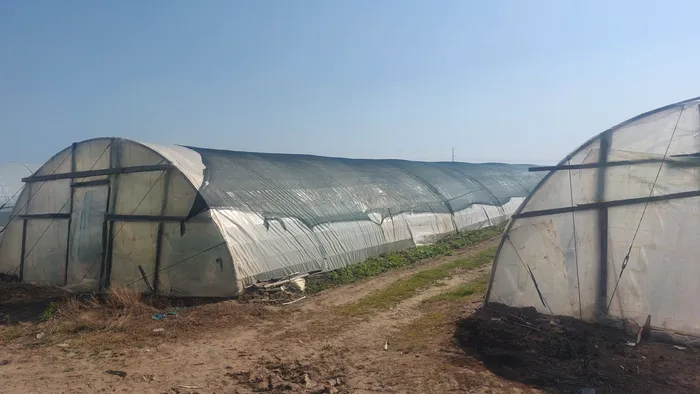 Producătorii de tomate, obligați să se digitalizeze. Riscă să piardă subvenția de 3000 de euro / Sursa foto: GÂNDUL