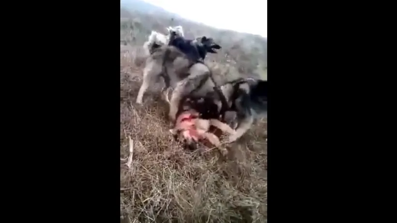VIDEO Distracție macabră la o stână din Bistrița-Năsăud. Un câine este sfâșiat de mai mulți carpatini, la cererea a doi tineri ciobani 