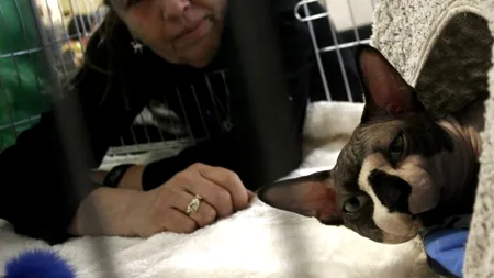 Studiu: Femeile care au pisici, cu 50% mai predispuse la sinucidere