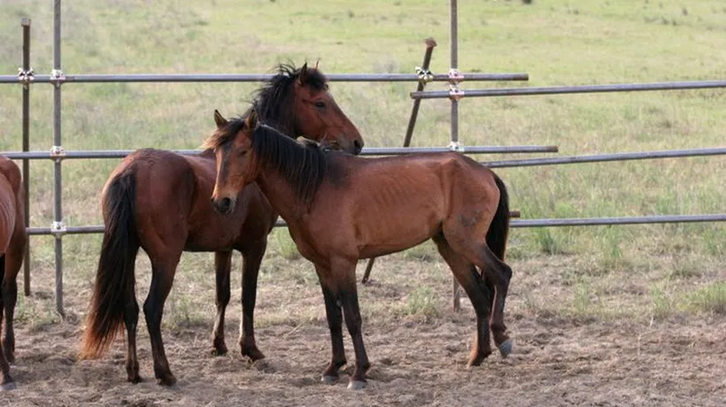 The Daily Mirror: Mafia cailor înregistrează profituri uriașe cumpărând cai cu zece lire sterline