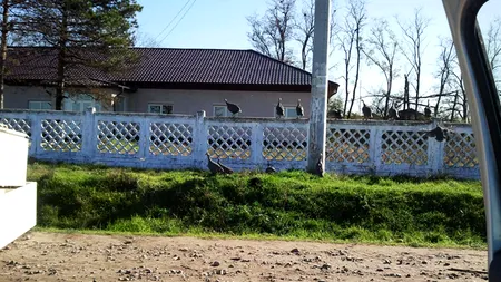 SE ÎNTÂMPLĂ ÎN ROMÂNIA: bătrân de 80 de ani, uitat încuiat trei zile într-o primărie. Primarul spune că 