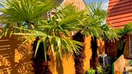 Gestul impresionant făcut de un bărbat pentru soția lui: A muncit 2 ani de zile, dar i-a făcut un cadou inedit, vacanță tropicală chiar în curtea casei  - FOTO 