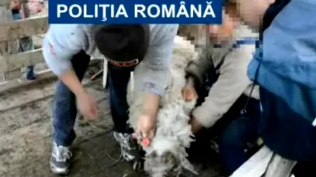 Șapte hoți din Dâmbovița au furat 140 de oi și capre
