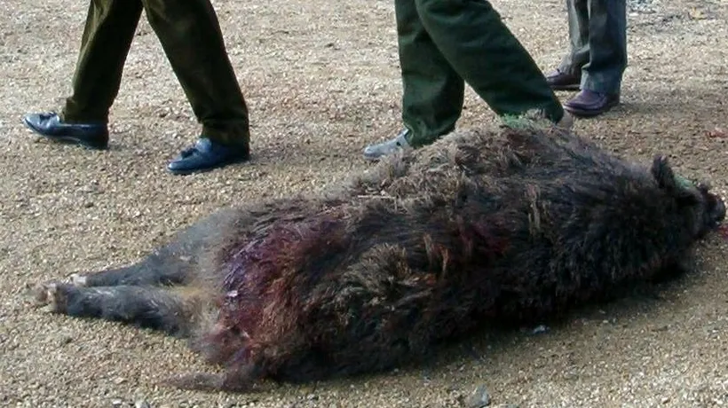 Proiect PSD-ALDE: Uciderea animalelor sălbatice pentru protecția oamenilor și a bunurilor NU va fi pedepsită