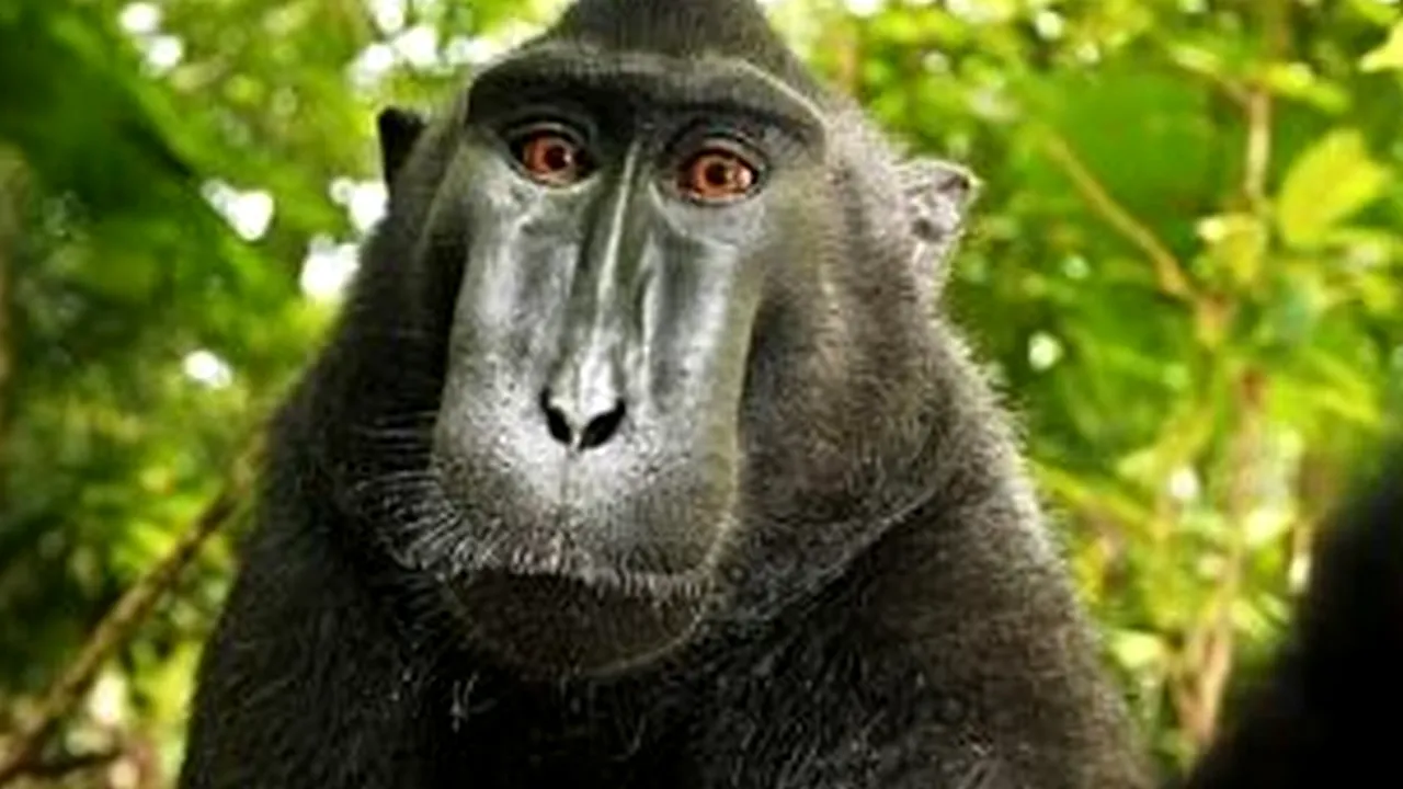 Un fotograf britanic a cheltuit zeci de mii de dolari, încercând să oblige Wikimedia să îi șteargă două fotografii de pe Internet. Cui aparțin, în realitate, drepturile de autor?