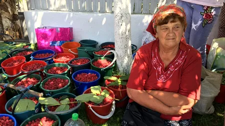 Cum ajunge zmeura românească de la marginea uliței în Europa