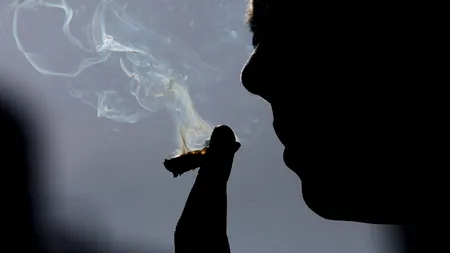 Au pus la cale o adevărată plantație de canabis. După ce au intrat polițiștii în ascunzătoare, i-au acuzat de încă o infracțiune