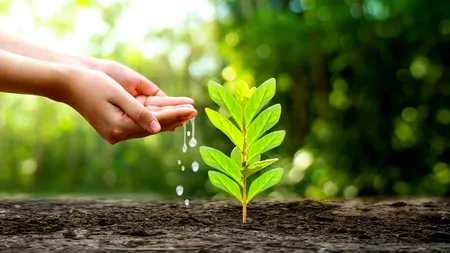 Ce legume se plantează în februarie și se pot consuma în martie? Sunt considerate 