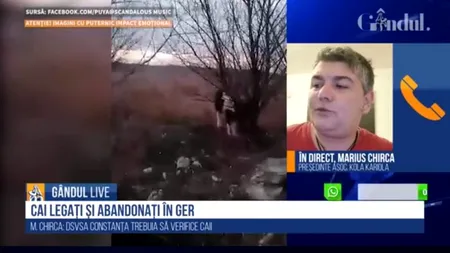 Marius Chirca la GÂNDUL LIVE, despre cei 40 de cai găsiți la Techirghiol: „Povestea cailor e cusută cu ață albă”