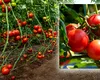 Trucul natural folosit de greci pentru a crește roșii gustoase. Ingredientele se găsesc în bucătărie, de cele mai multe ori
