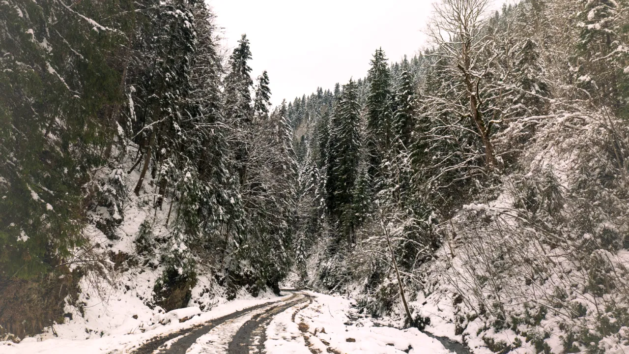 Angajații Romsilva, lăsați și fără BONUSURI de lux și fără lemne de foc. Cum s-a modificat contractul colectiv de muncă și când va intra în vigoare