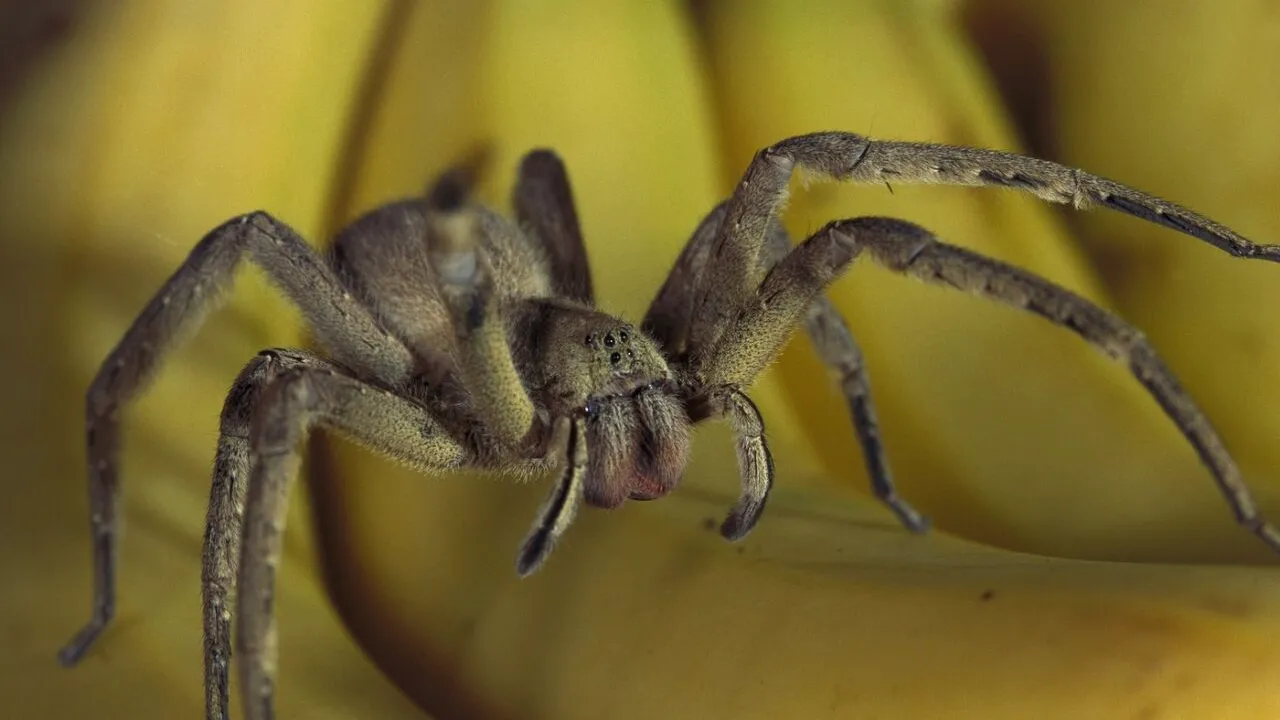 Un păianjen ascuns în lăzile cu banane face ravagii printre bărbați. Înțepătura sa poate provoca PRIAPISM, iar medicii spun că „nu e nimic amuzant”