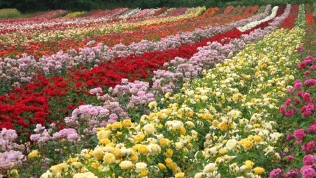 Satul trandafirilor. Profitul pe care îl obțin locuitorii din plantațiile de roze