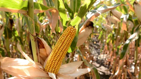 România, locul I în Europa la producția de PORUMB în 2018. Cea mai mare fermă din țară aparține unui ȘEIC ARAB