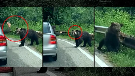 Șocant! Ce poate păți un urs fără experiență pe Transfăgărășan, din partea unui 
