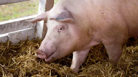 Am făcut calculul! Câți lei costă să crești UN PORC în România, în 2023