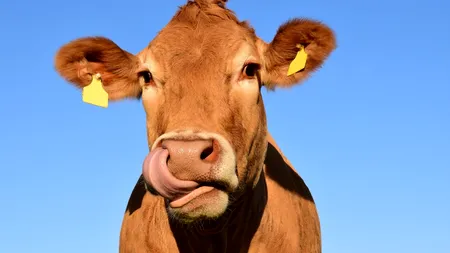 Fermier din Brașov, forțat să ducă 100 de vaci la abator: 