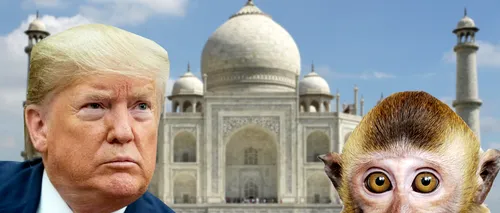 Donald Trump ar putea fi atacat de maimuțe în timpul vizitei în India. Oamenii legii se pregătesc cu praştii, iar locuitorii  cu mesaje de prietenie