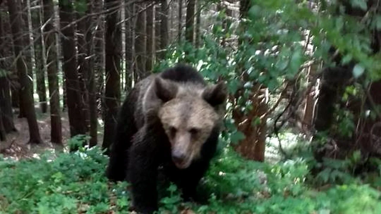 O turistă din Ungaria, mușcată de ursul cu care își făcea selfie. 