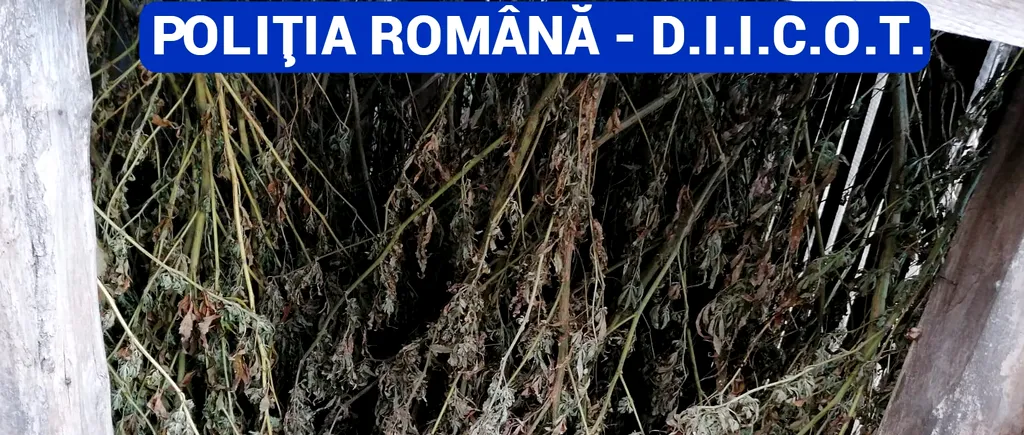 Bărbat din Dolj, reținut după ce în locuința sa a fost descoperită o cultură importantă de cannabis