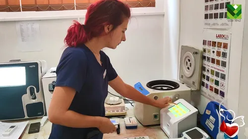 Prima bancă de sânge pentru animale din zona Moldovei funcționează la Iași. Câinii pot fi donatori și pot salva chiar și viața pisicilor