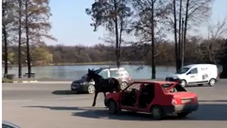 Imagini șocante au fost filmate în orașul Pantelimon! Un cal chinuit este obligat să tragă o mașina în trafic. ”Cedează trecerea” - VIDEO