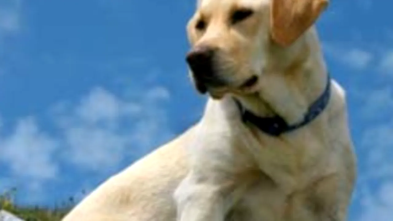 O femeie a fost împușcată în picior de câinele ei: „Este pentru prima oară când aud așa ceva