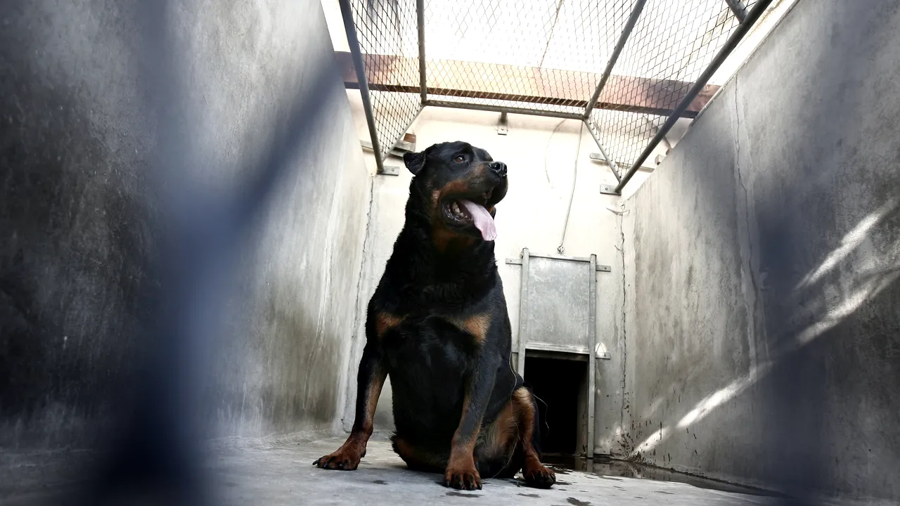 Fetiță de doi ani, la spital după ce a fost mușcată pe stradă de doi câini Rottweiler