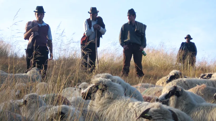 Ce s-a întâmplat după ce un cioban din Harghita s-a întâlnit cu un urs la o stână