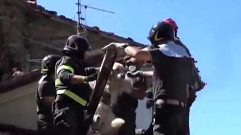 Emoționant: Cățel salvat la nouă zile după cutremurul din Italia