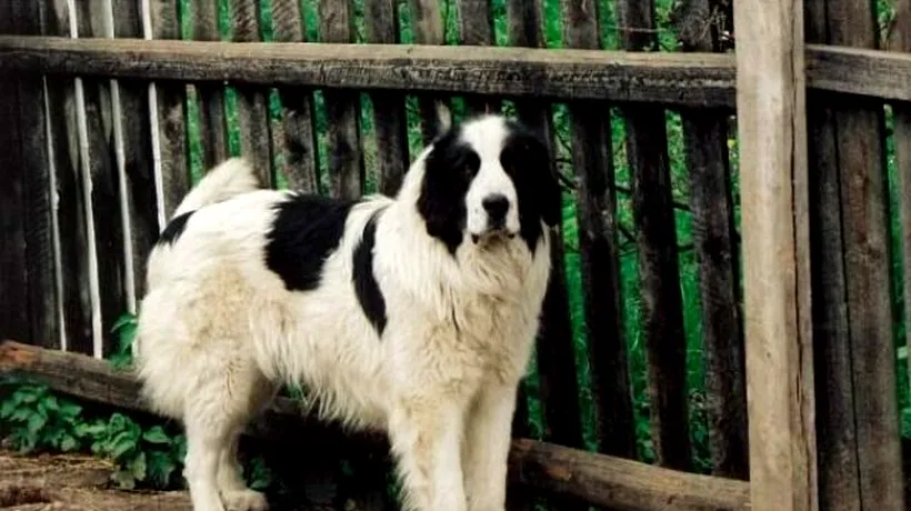 Doi tineri au FURAT un câine ciobănesc de Bucovina dintr-o curte din Săcele. Ce pedepse au primit, după ce au fost prinși de polițiști